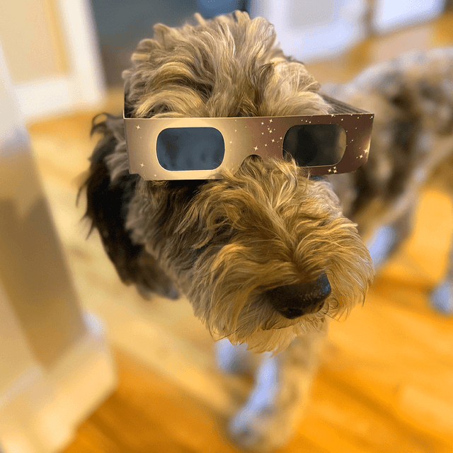 Ezzy Solar Glasses